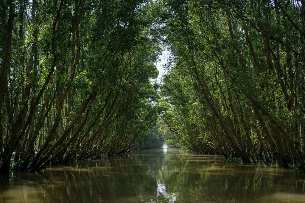Scenic Tram Chim National Park