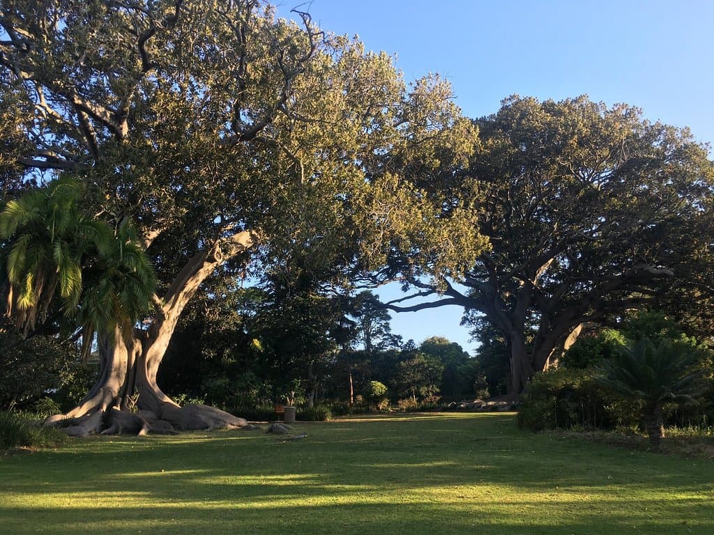 Arderne Gardens Cape Town