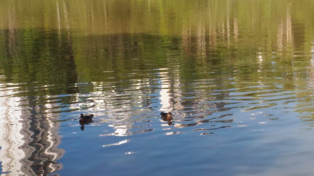 Parque Ecológico Águas Claras