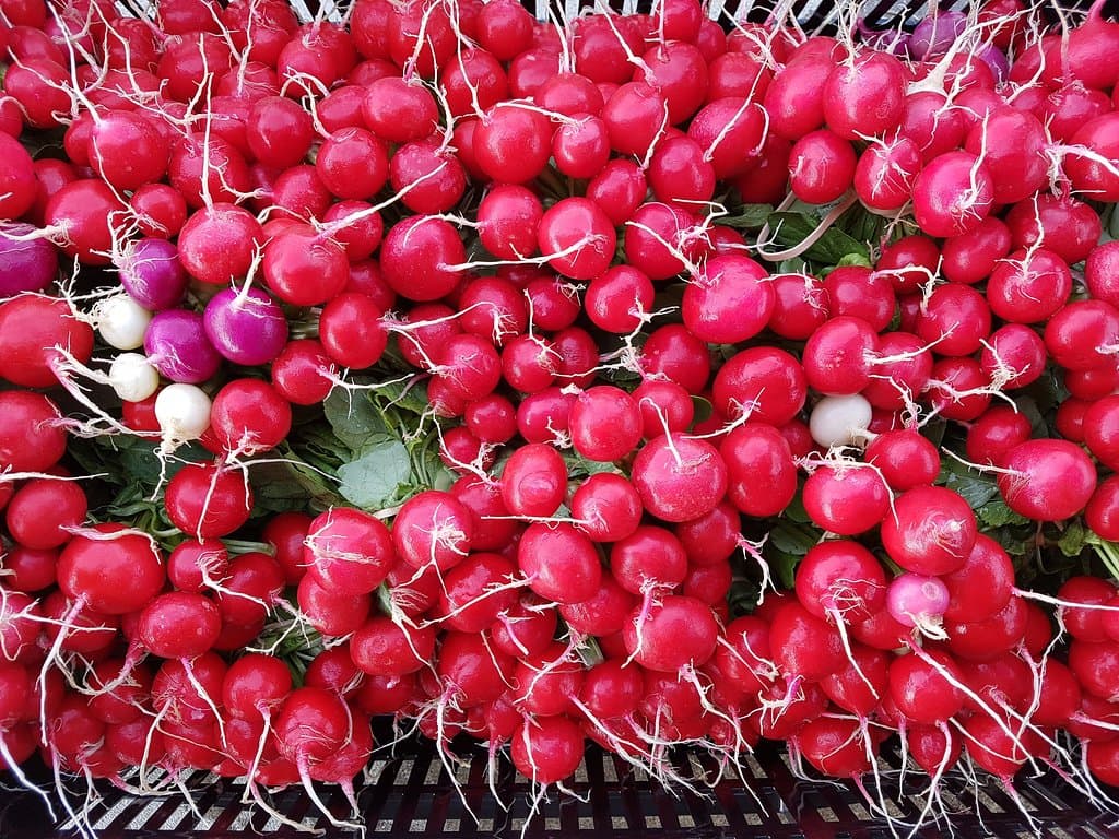 The Local Harvest Market
