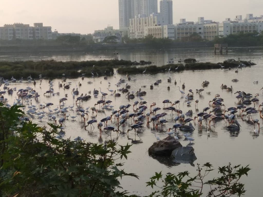 Pallikaranai Marsh Reserve Forest