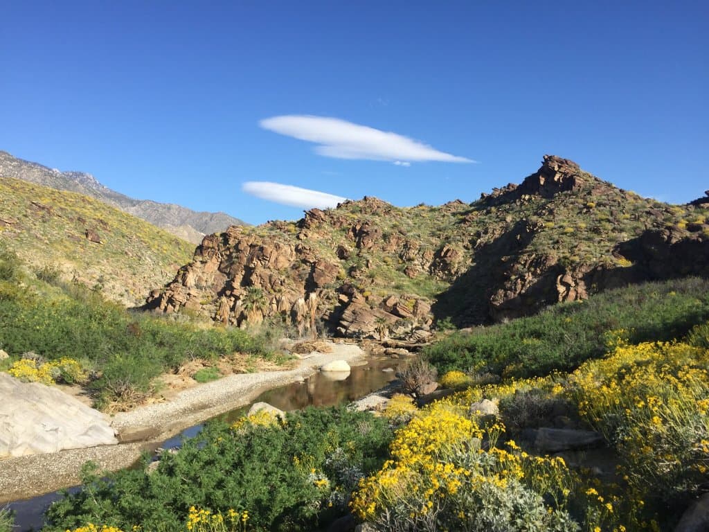 The glorious superbloom in the Indian Canyons, 2017.