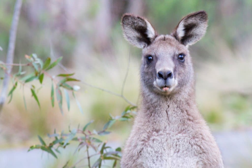 Tidbinbilla is home to many Eastern Grey Kangaroos