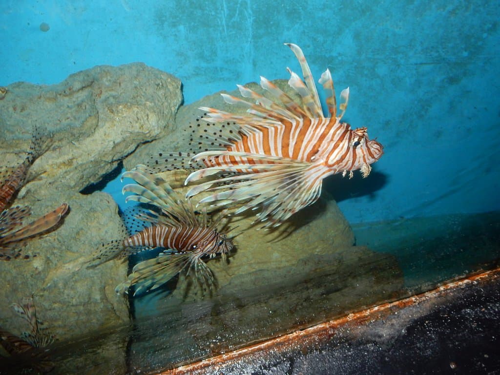 Lionfish