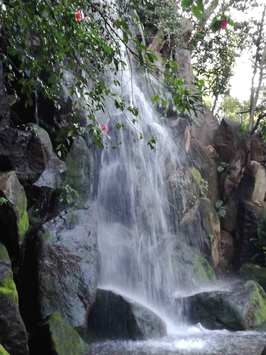 男滝のまわりには椿が