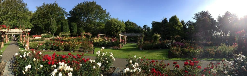 Rose Garden bathing in the sun.