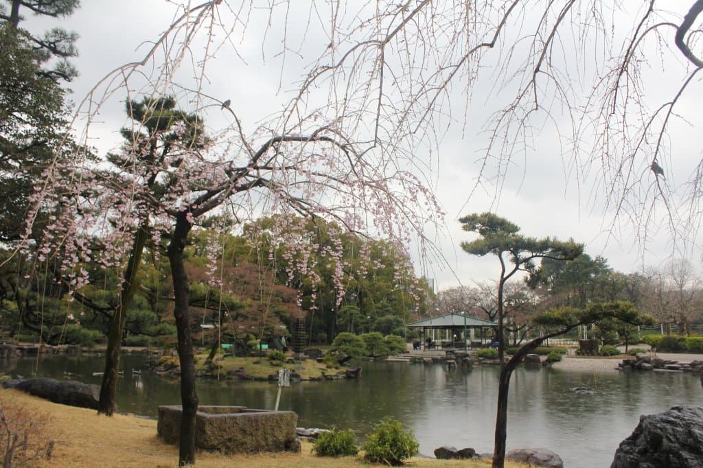 Sakura blooms in Japanese garden