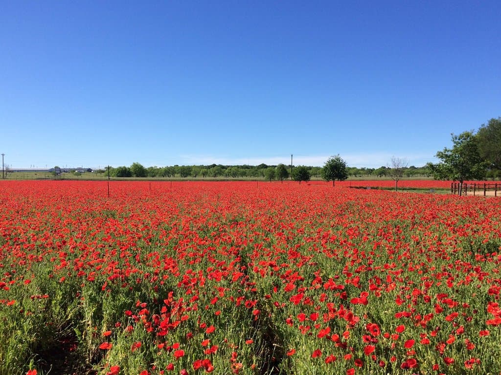 Lovely red poppies