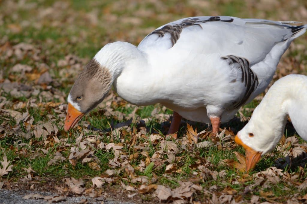 Snow geese eating at Bigelow Park.