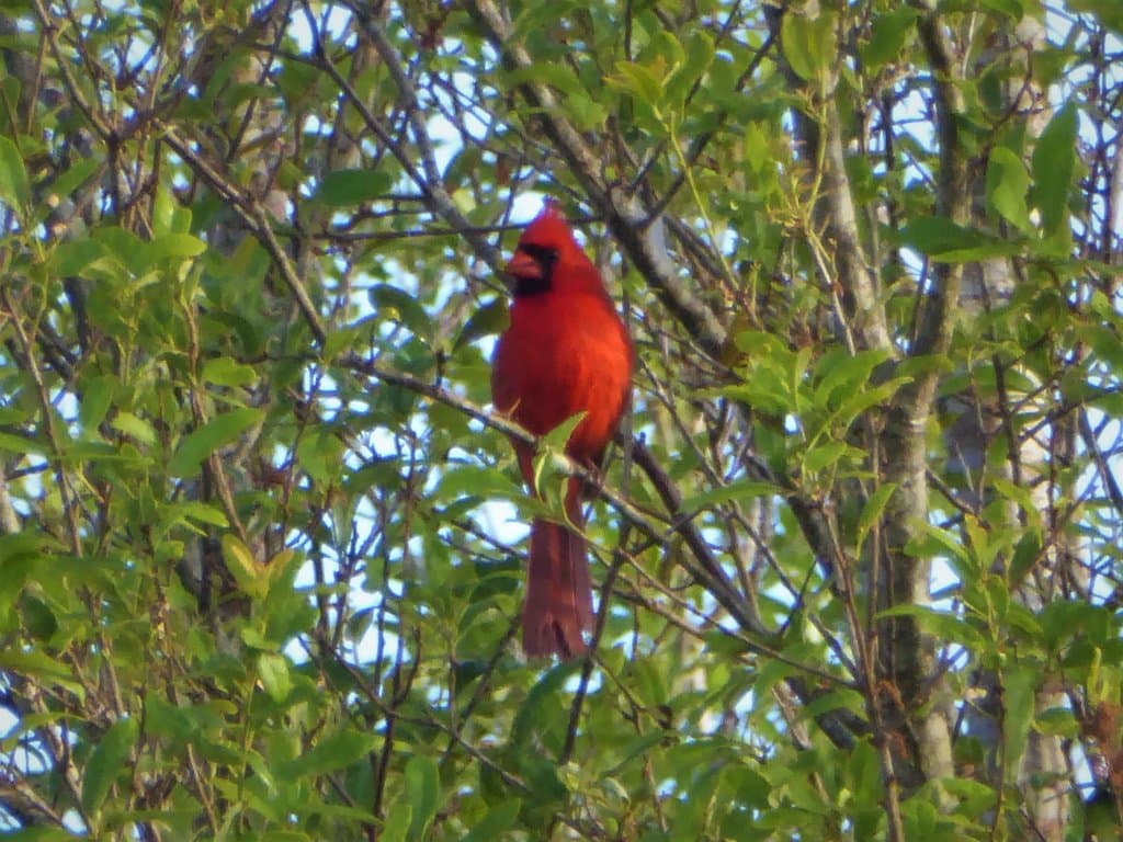 He totally blends...