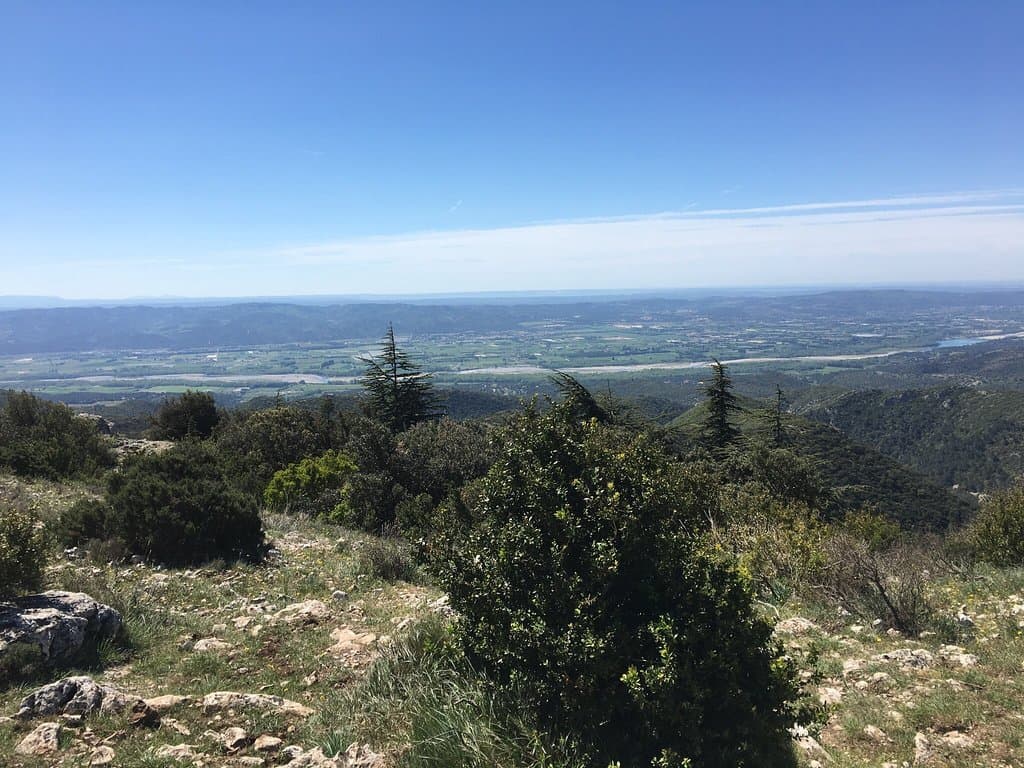Cedar Forest Bonnieux