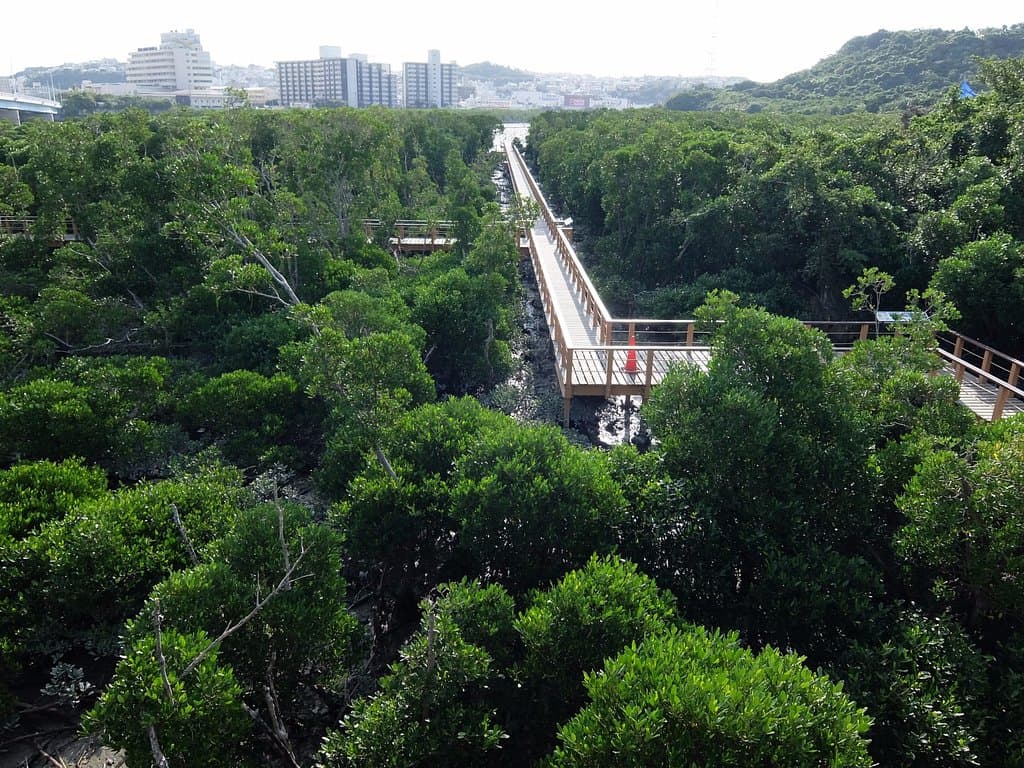 漫湖水鳥湿地センターの展望台から見た木道