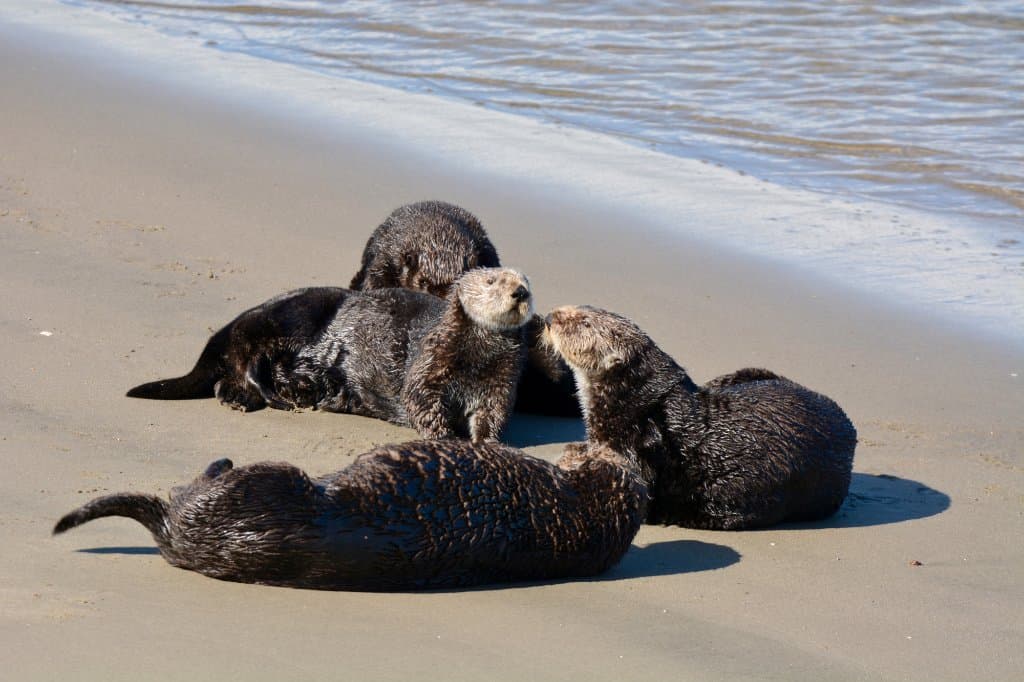 A chance to get a close-up view without disturbing the otters
