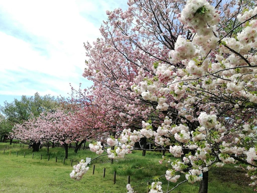 ピクニックに最適な公園