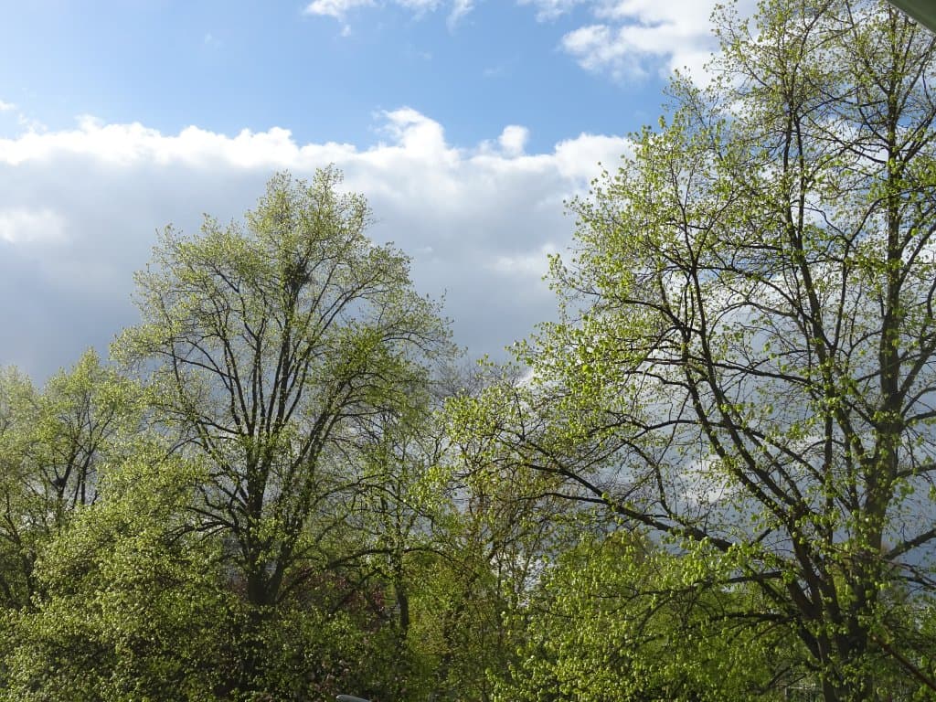 Delfse hout bij proeftuin papaver 