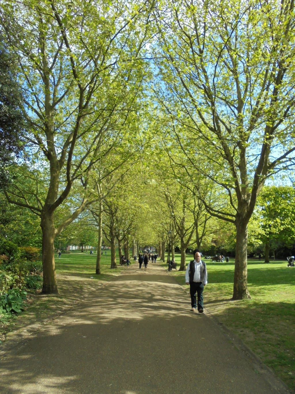 Avenue of planes trees planted in 1880