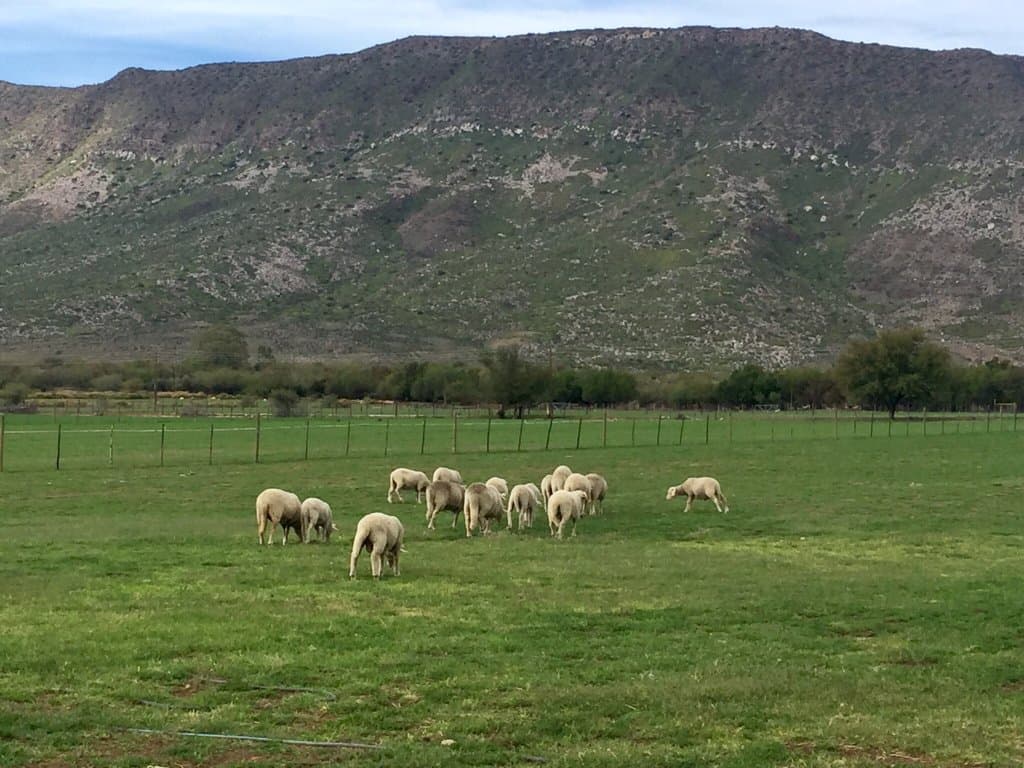 Gay's Guernsey Dairy