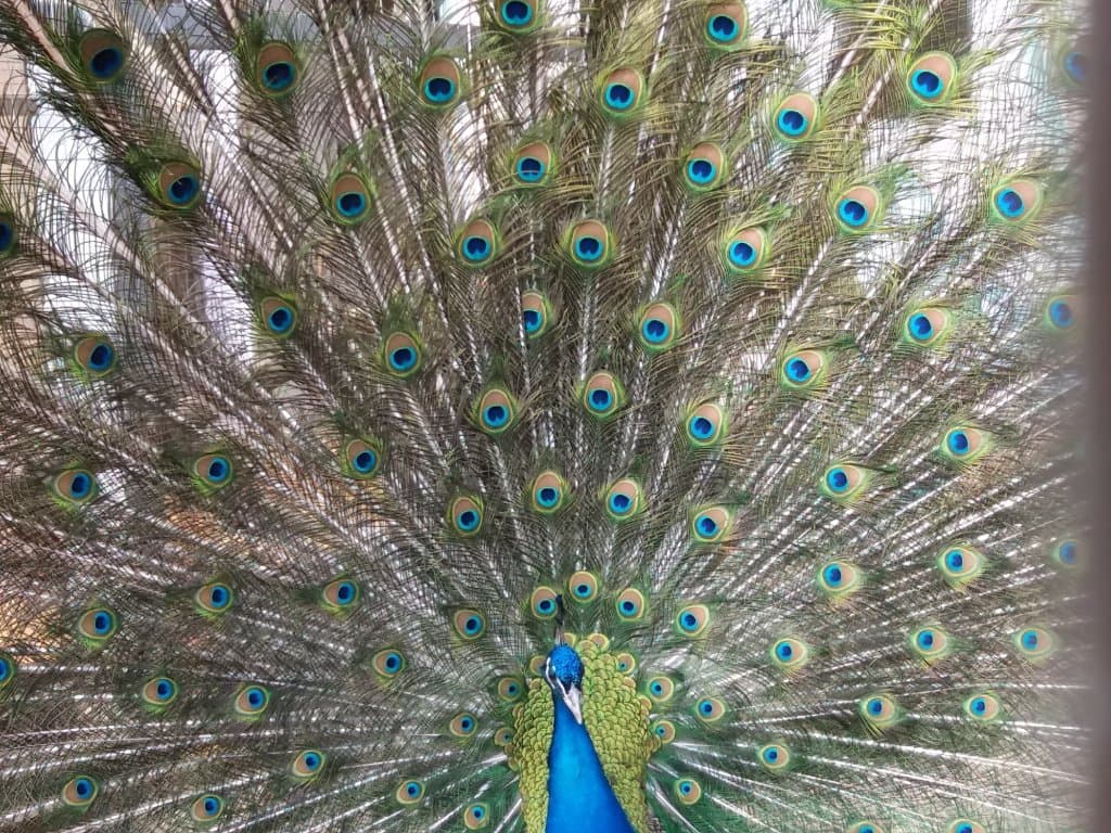 Павлин распустил хвост - красотища!