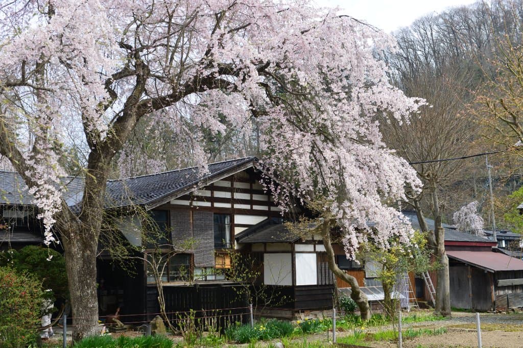 Spring time in Samurai District (6)