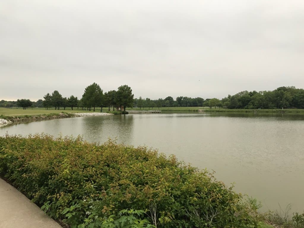 Pond close up from the trail