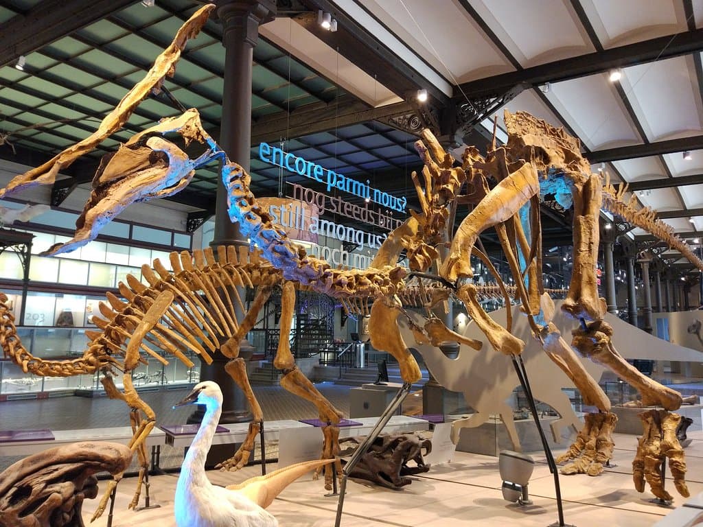 Solo por el recibo merece ir :)