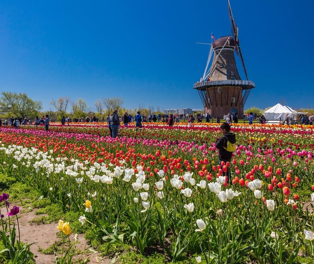 So pretty to see with the windmill in back ground