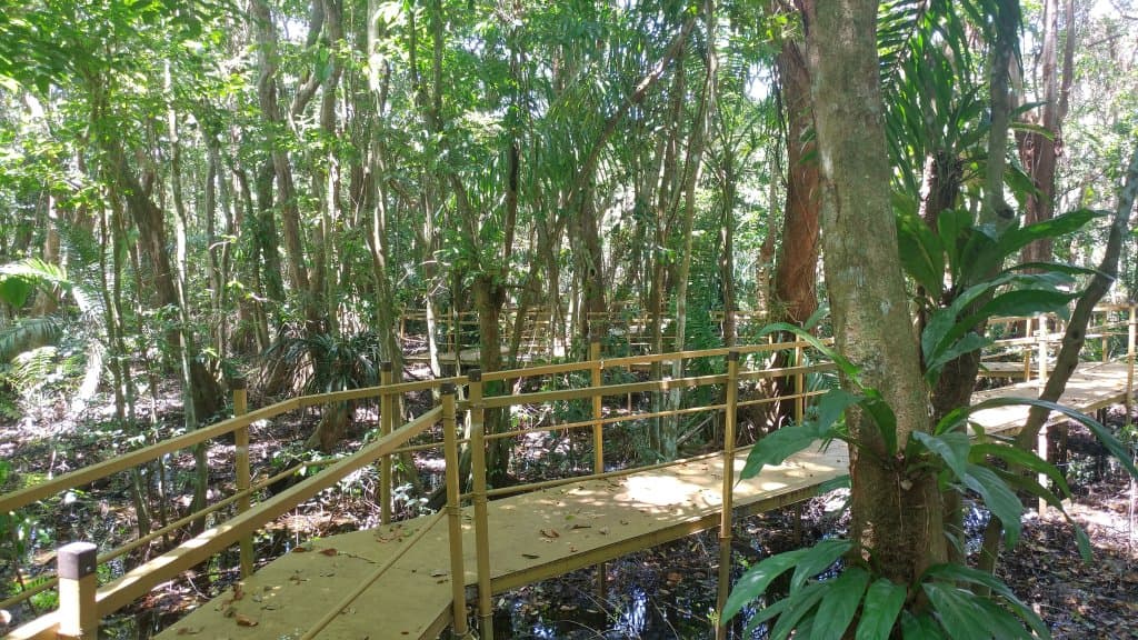 Pterocarpus Forest - Palmas del Mar