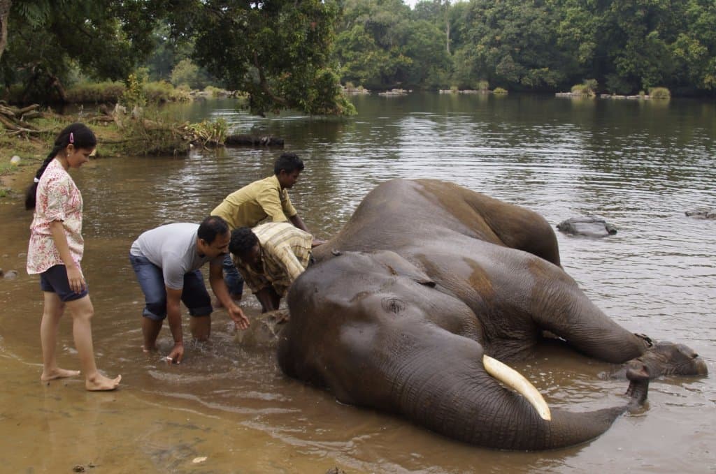 Elephant Bathing