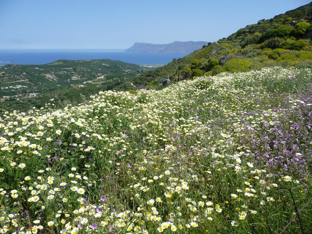Polyrinia: view to the North.