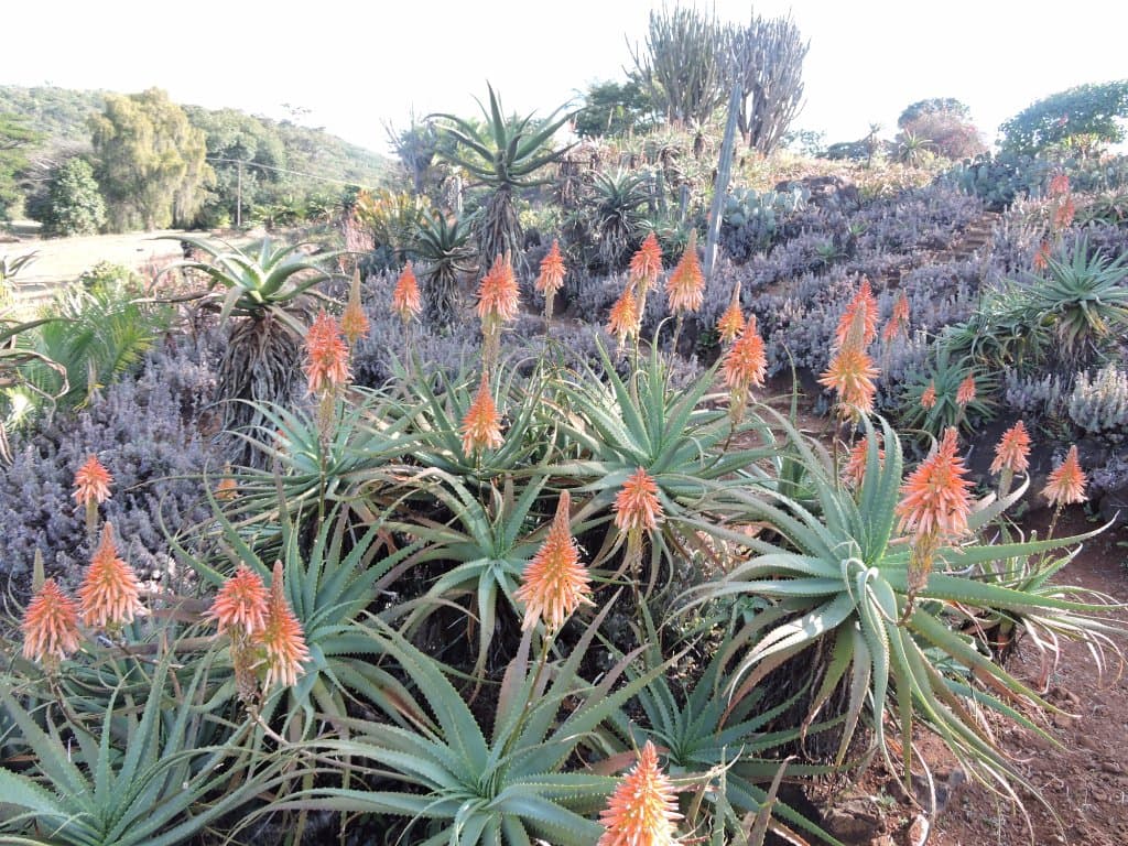 More aloes