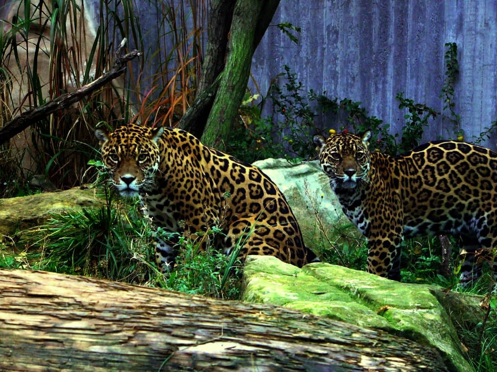 Tiere hautnah - Jaguare im Großkatzenhaus