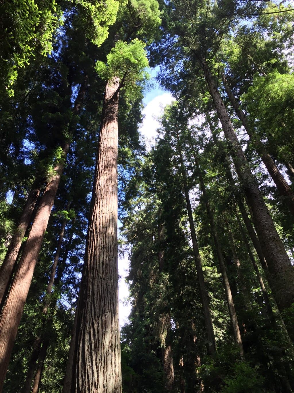 Sequoia Park Eureka California