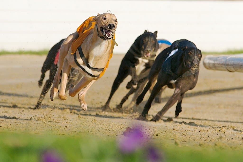Violets in the Spring
