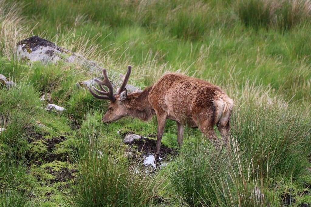 Red Deer Range Galloway