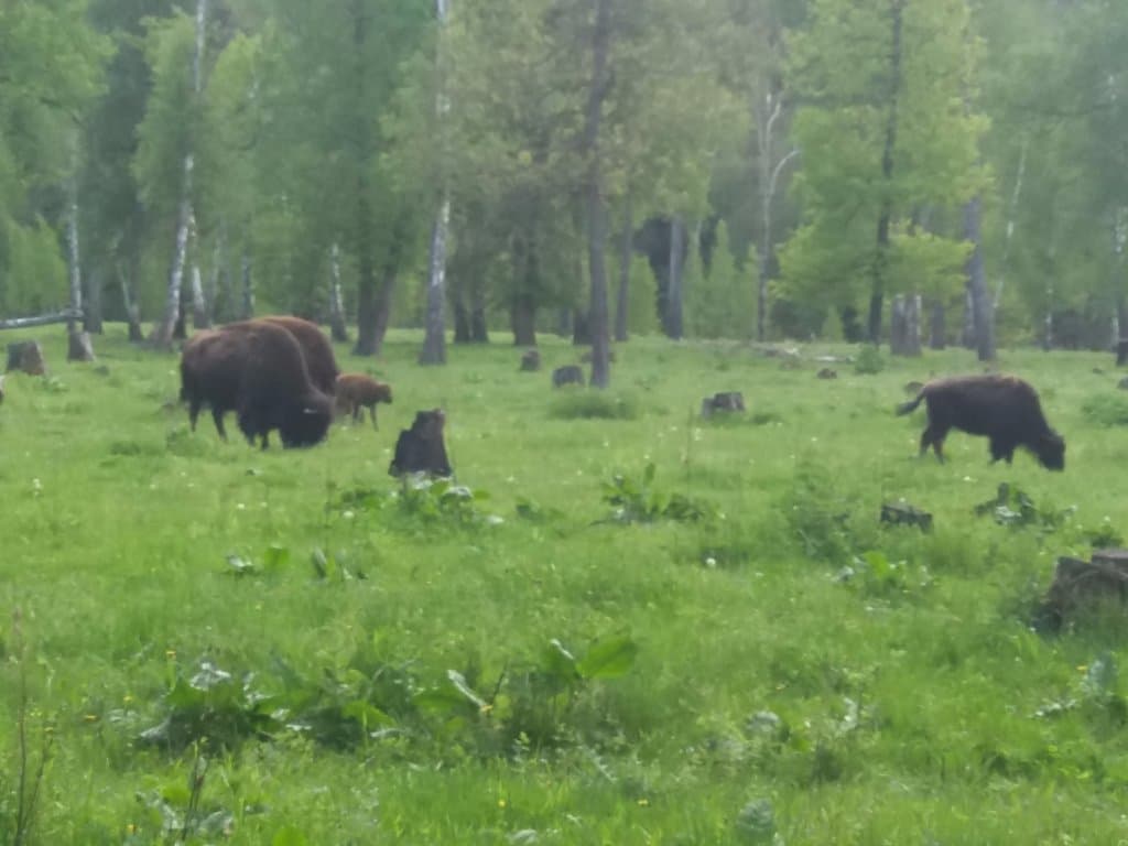 бизоны