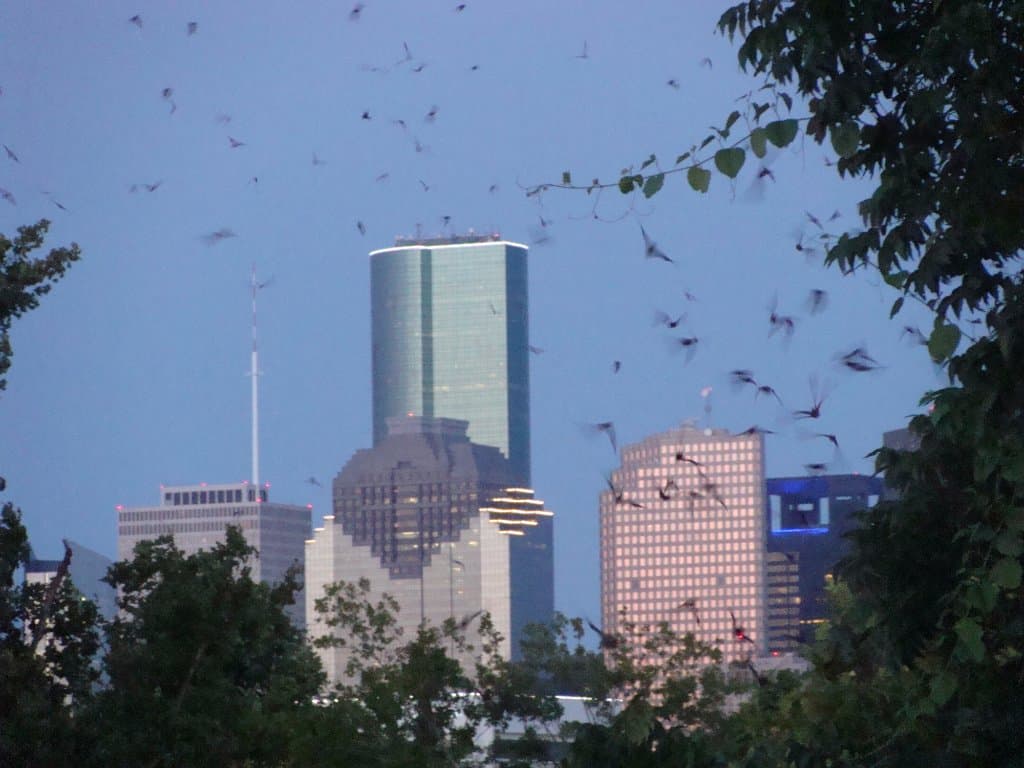 Downtown skyline