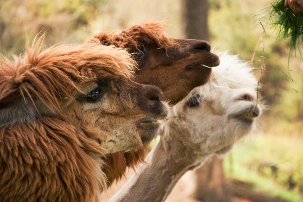 The three brothers....