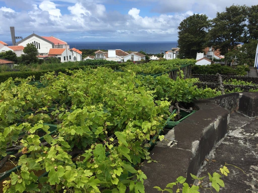 Museu do Vinho dos Biscoitos