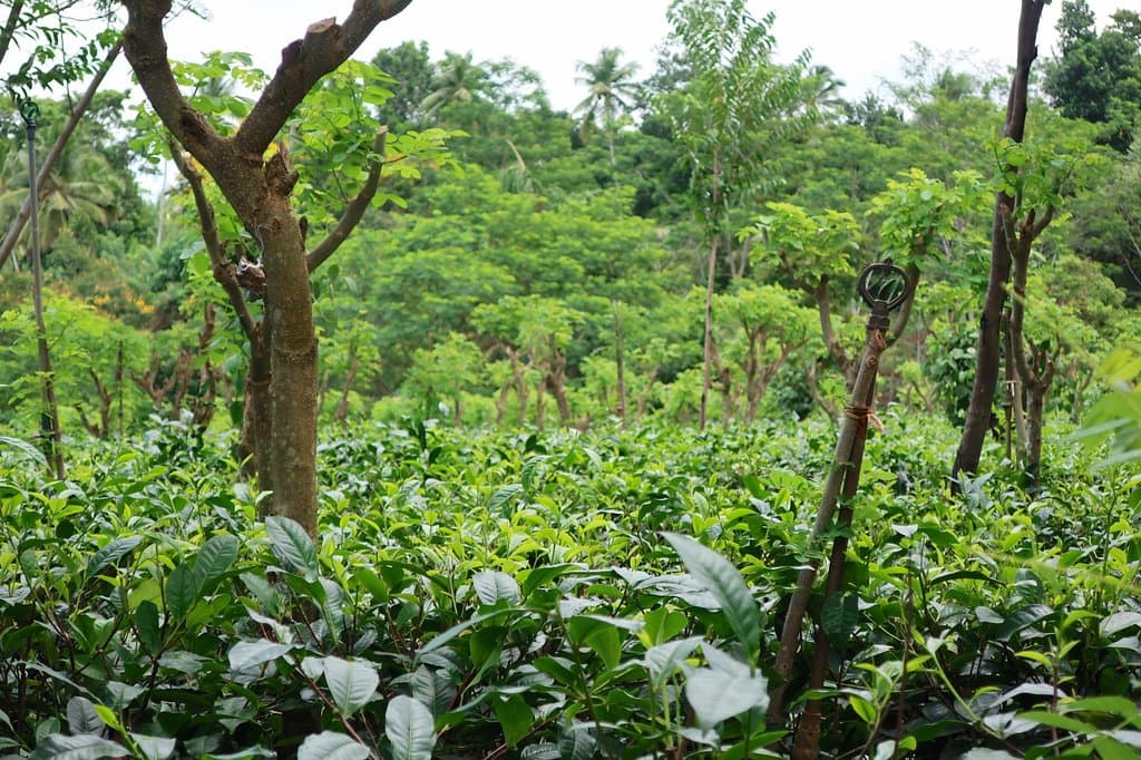 plantation