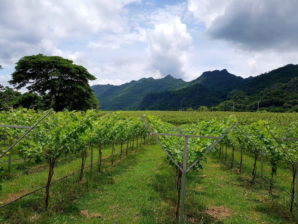 Granmonte Vineyard
