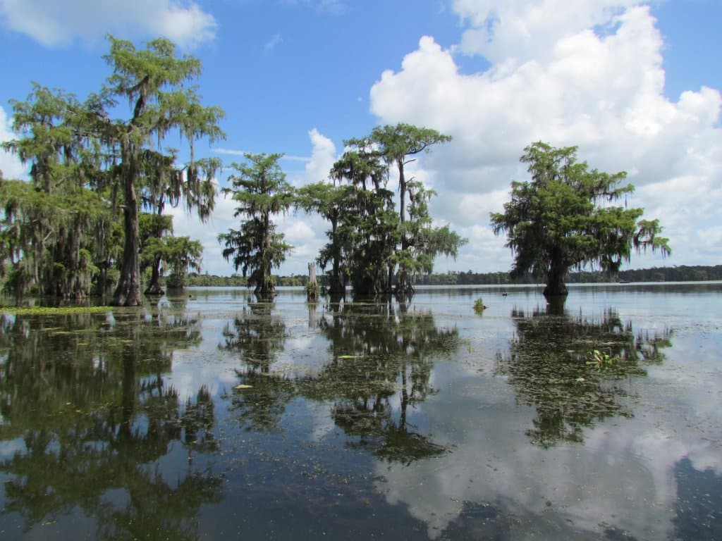 Lake Martin Rookery Viewpoint