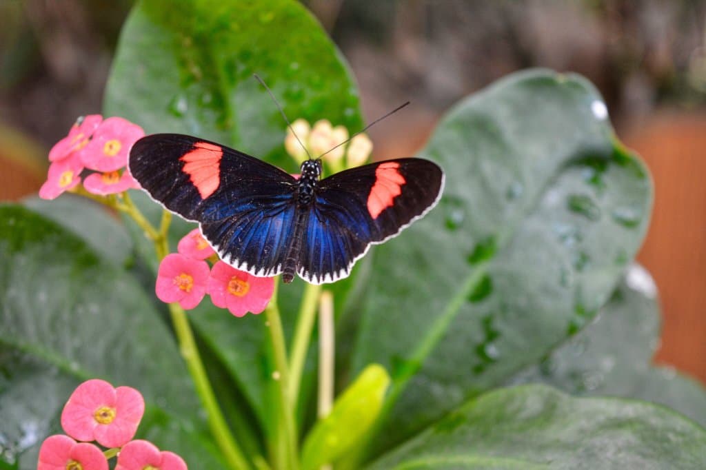 Key West Butterfly & Nature Conservatory