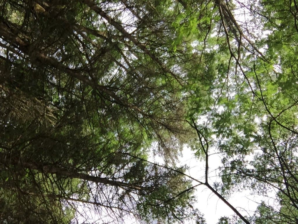 Lyons Woods Forest Preserve