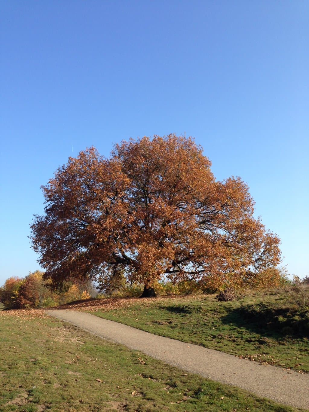 "Bekende" boom langs fietspad Ginkelse heide