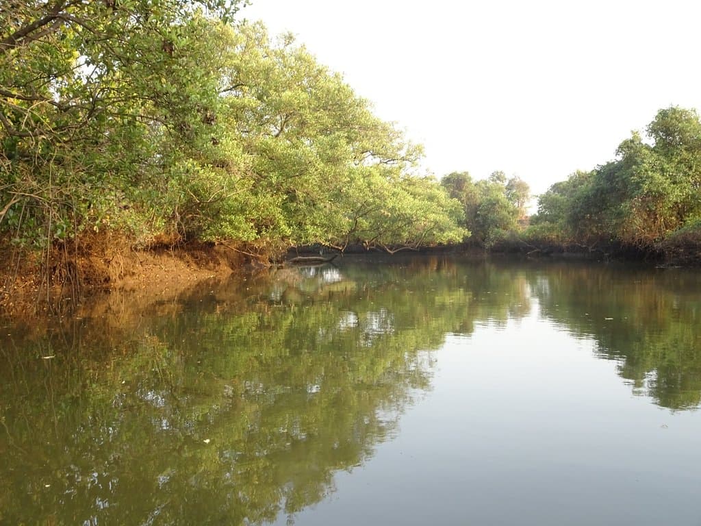 Dr. Salim Ali Bird Sanctuary Chorao