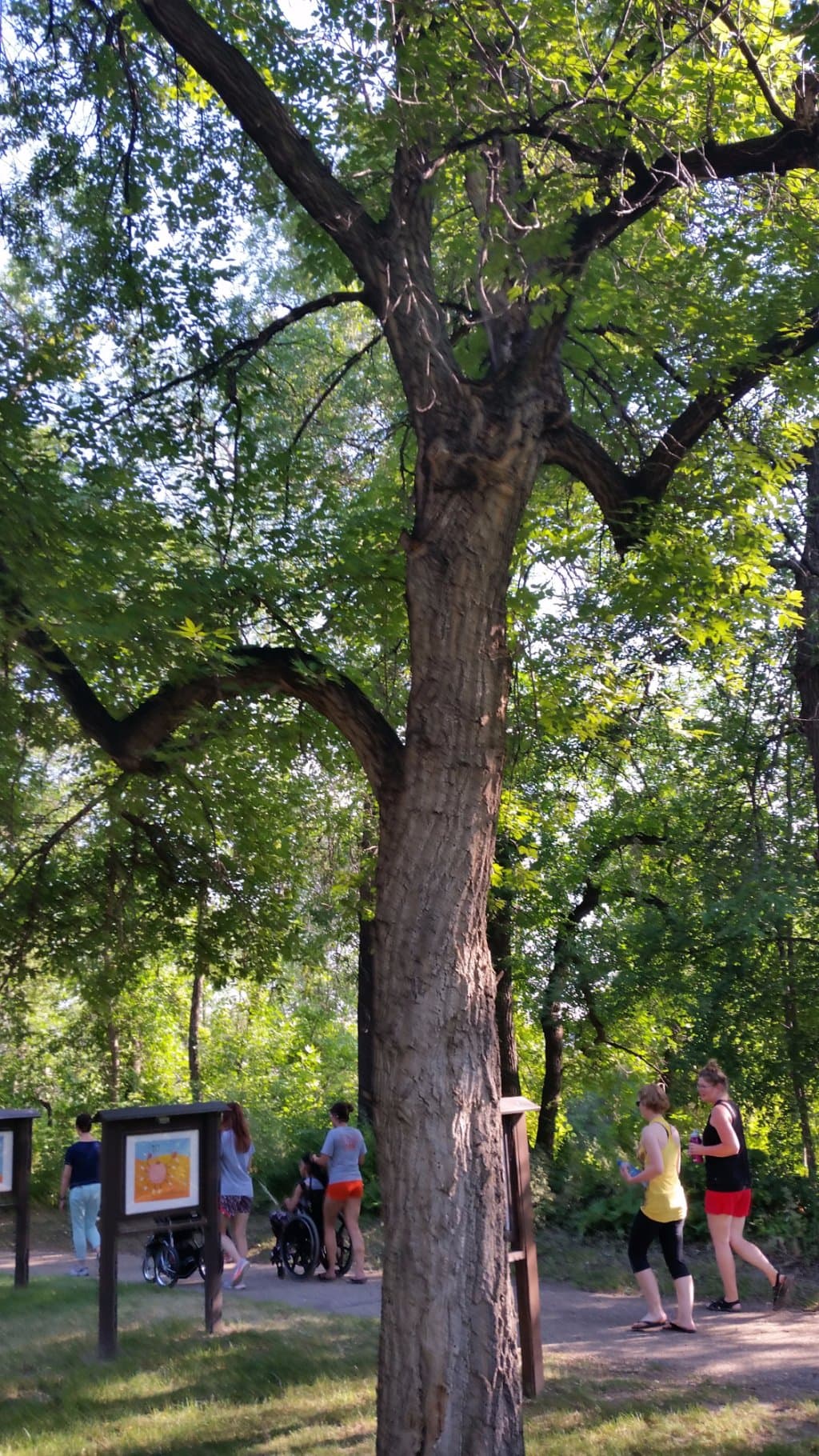 A tree by "story signs" along the long walking path.