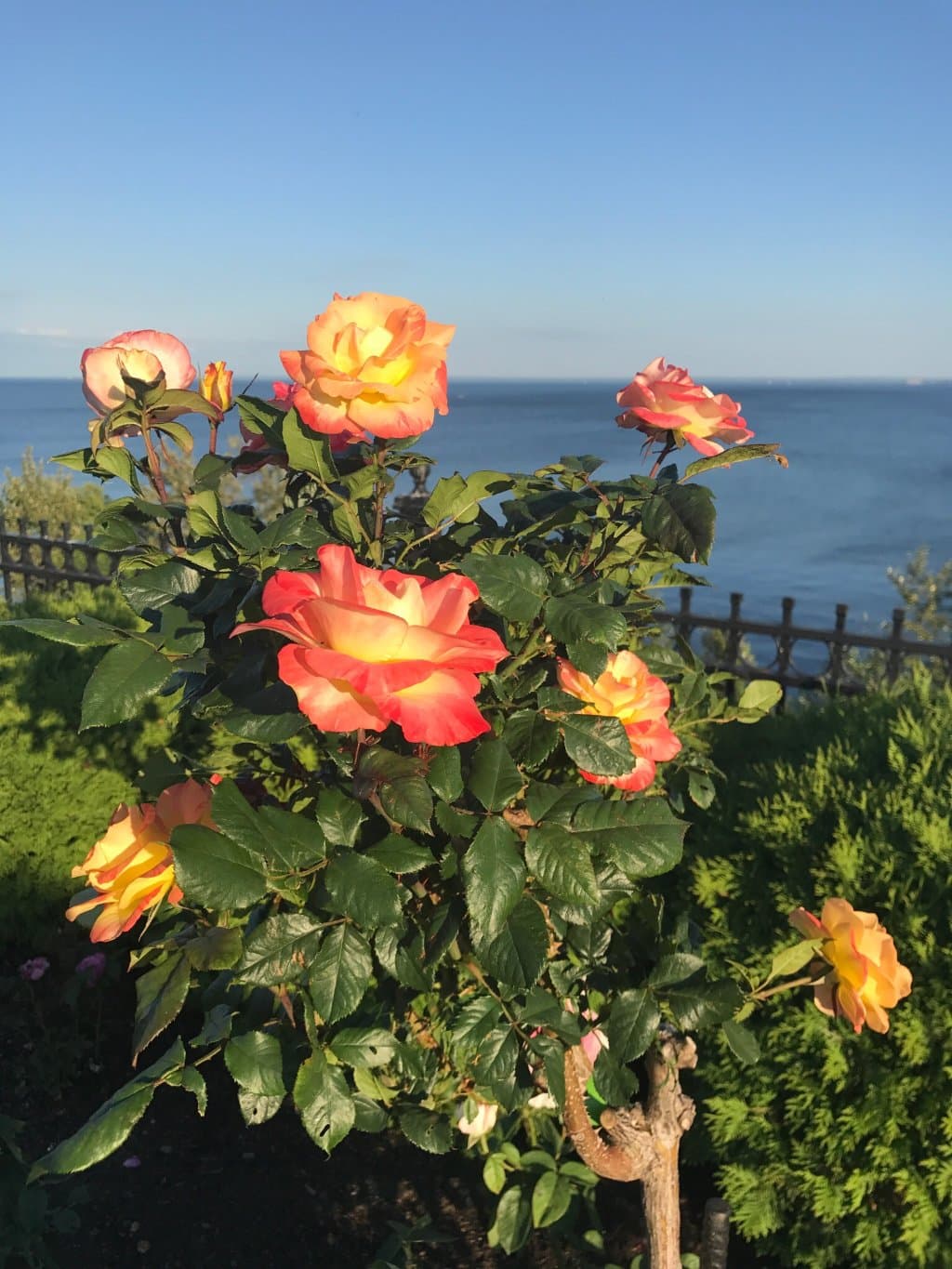 Leif Erikson Park and Rose Garden