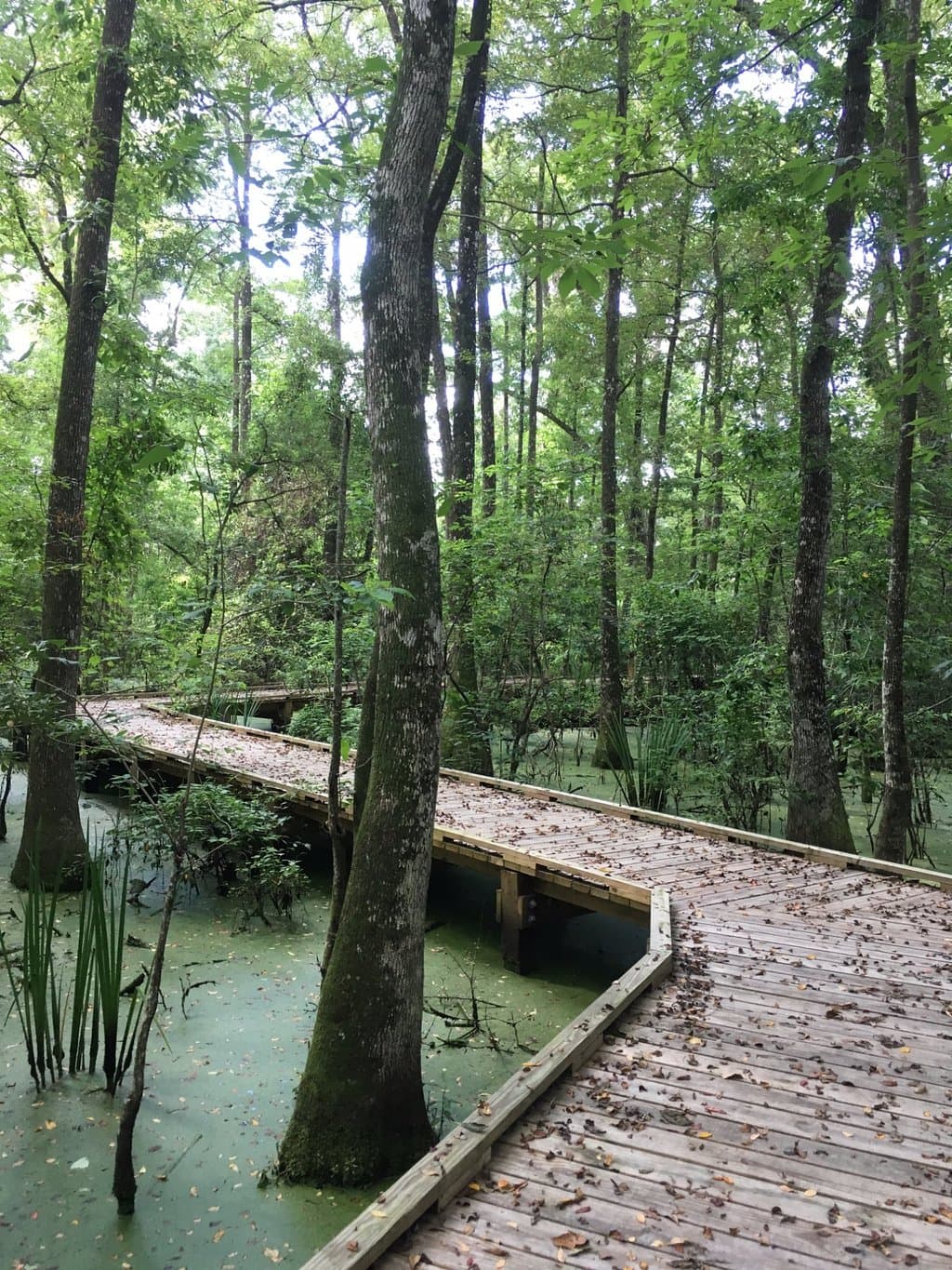 Burden Botanic Gardens Swamp Trail