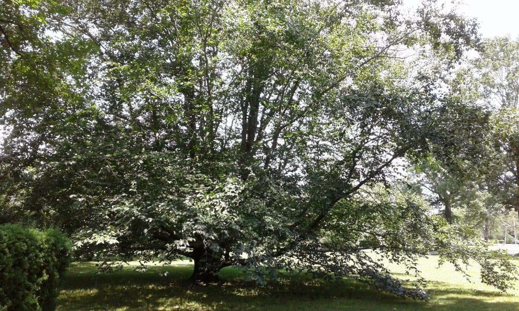 Birds Thrive Well Within This Large Tree