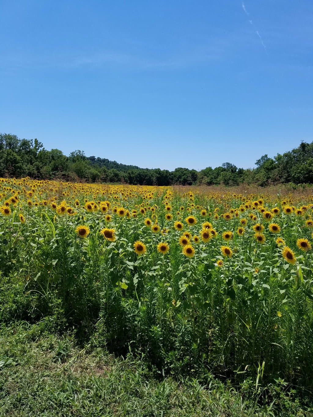 Sunflowers at Forks of the River Wildlife Management Area, July 2017